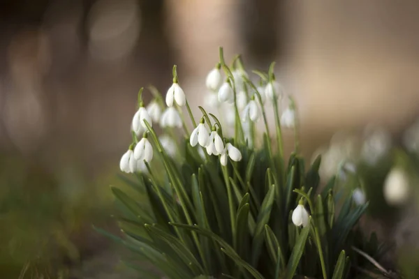 Lindas Flores Neve Galanthus Nivalis Primavera Fotos De Bancos De Imagens