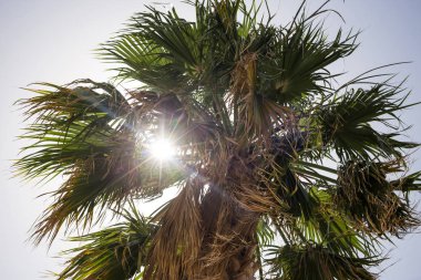 Kıbrıs, bir uzun boylu yeşil palmiye ağacı. Palmiye yaprakları, mavi gökyüzü arka plan, aracılığıyla güneş ışınları altında görünümü kapatın.