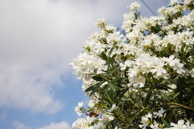 Beyaz zakkumlar çiçeklenme. Zehirli yeşil yaprakları ile bitki. Portre, bulutlu gökyüzü arka plan, metin için yer.