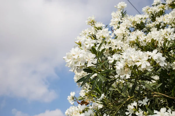 Fehér Virágzó Leanderek Növény Mérgező Zöld Levelekkel Közelkép Felhős Háttér — Stock Fotó