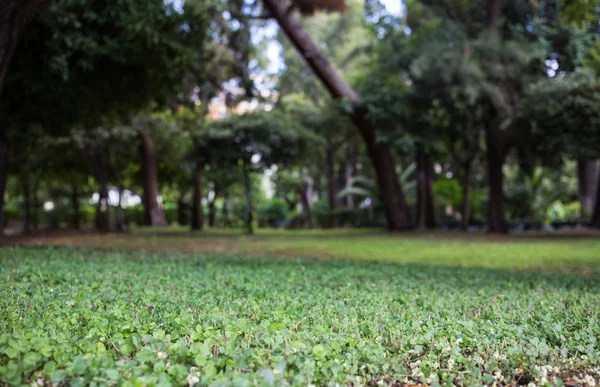 Jellegű Fogalom Zöld Rét Park Bokeh Háttér Tapéta — Stock Fotó