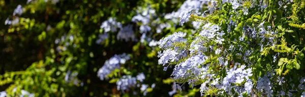 Blauer Jasmin Blühende Pflanze Nahaufnahme Hintergrund Verschwimmen Banner Raum Für — Stockfoto