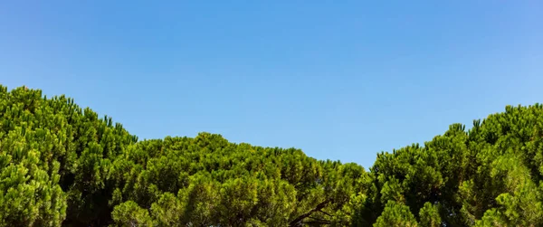 Világos Zöld Tetejét Fenyőfák Kék Háttér — Stock Fotó