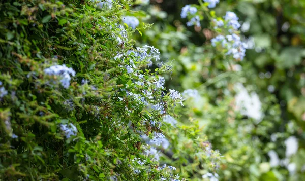 Blauwe Jasmin Met Helder Groene Bladeren Bloeiende Plant Weide Achtergrond — Stockfoto