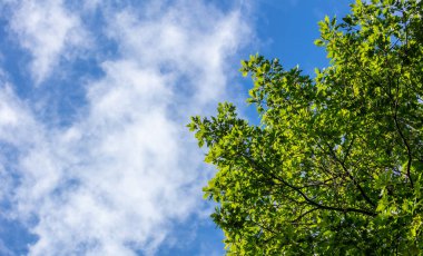 Birkaç bulutlar arka plan ile mavi gökyüzü altında yaprak dökmeyen ağaç parçası. Bitkisinin görünümü altında kopya alanı.