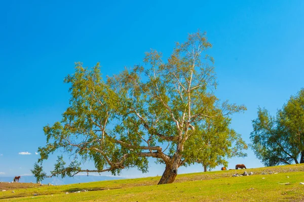 Lonely rustic birch in the field — Stock Photo, Image