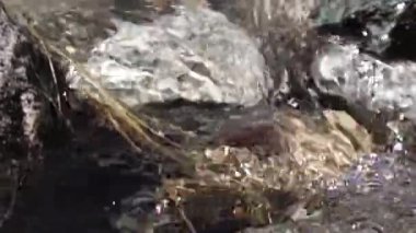 Su dağı deresinin orjinal sesi ve tatlı su taşların üzerine dökülüyor. Rocky arazisi. Taşra yürüyüşü, dağ yürüyüşü ve el değmemiş vahşi doğada doğa macerasının özü..