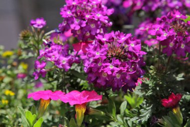 Yaz çiçekleri. İki çeşit küçük çiçek..