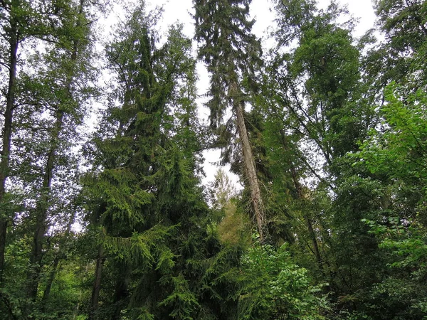 Theekopjes Onbegaanbare Hoge Bomen — Stockfoto