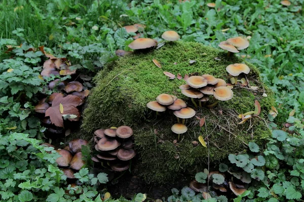 Paddenstoelen Een Schuim Met Groen Mos Variant Rechtenvrije Stockafbeeldingen