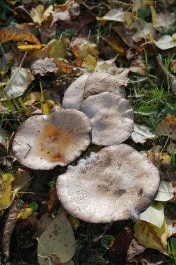 Mantar, Agaricus arpudicus, Psalliota. 4 mantar. Değişken 2