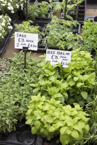 Bee Balm and Sage Herb Background on Market Stall