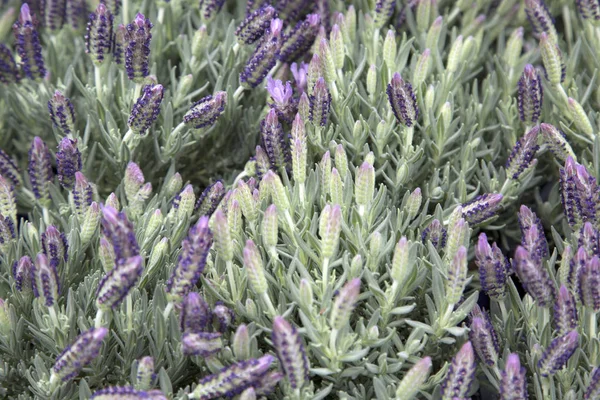 Lavendel Växt Bakgrund Marknadsstånd — Stockfoto