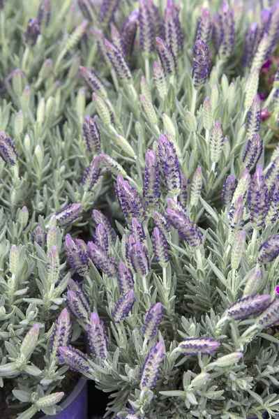 Lavendel Bakgrunden Marknadsstånd — Stockfoto