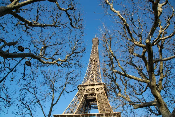 Eyfel Kulesi Nde Ağaç Dalları Lambası Paris Fransa — Stok fotoğraf