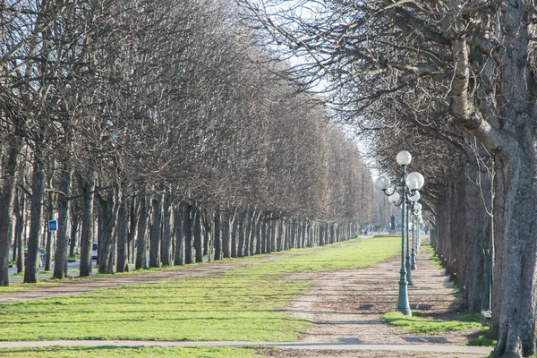 Arbres Hiver Paris France — Photo