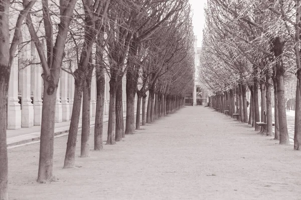 Parc Arbres Palais Royal Paris France Noir Blanc Sepia Tone — Photo