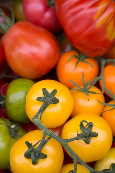 Mélange Tomates Rouges Jaunes Boîte — Photo