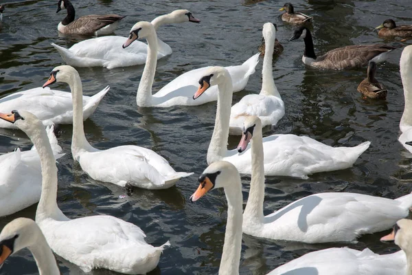 Swans Ducks River Thames Windsor Londres Inglaterra Reino Unido — Fotografia de Stock