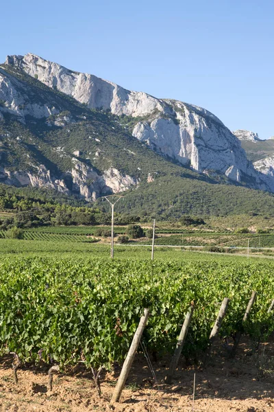 Vinyard Countryside Laguardia Alava Basque Country Spain — стокове фото