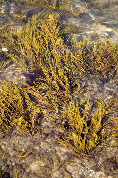 Algues Fond Sur Roche Avec Eau — Photo