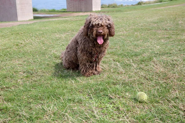 Perro Agua Español Sobre Hierba Verde —  Fotos de Stock