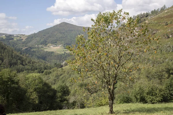 Träd Och Landskap Villayon Asturien Spanien — Stockfoto