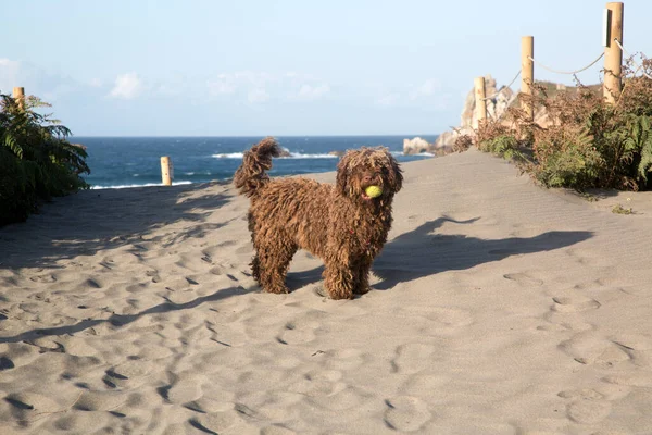 Ισπανικό Water Dog Παραλία Barayo Αστούριες Ισπανία — Φωτογραφία Αρχείου