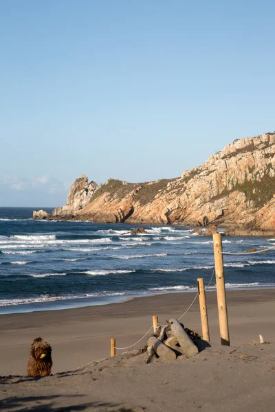 Spanish Water Dog Barayo Beach Asturias Spain — Stock Photo, Image
