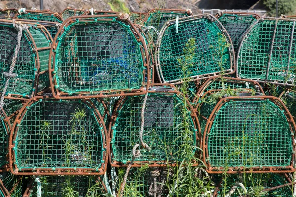 Green Crab Catching Nets Viavelez Asturias 스페인 — 스톡 사진