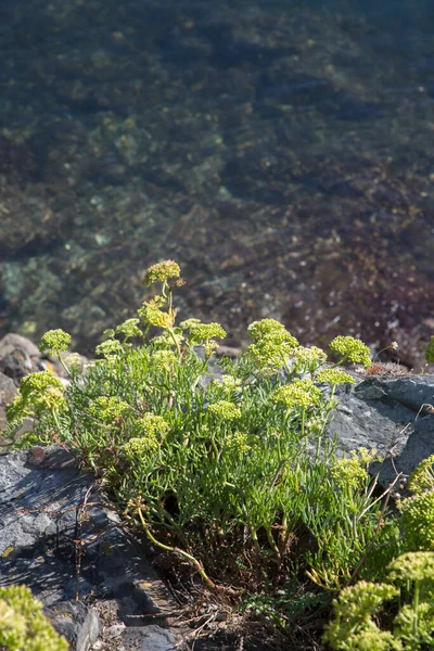 Plant Coastline Viavelez Asturias Spain — стокове фото