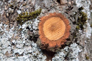 Ağaç Gövdesi Kabuğu 'nun Kapanışı