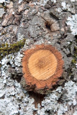 Ağaç Gövdesi Kabuğu 'nun Kapanışı