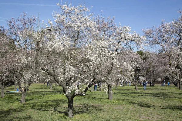 Quinta Los Molinos Parkı Madrid Spanya — Stok fotoğraf