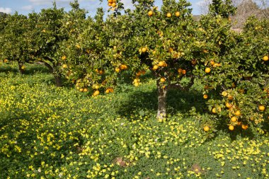 Orange Grove ve Wild Flowers; Santa Agnes; İbiza; İspanya