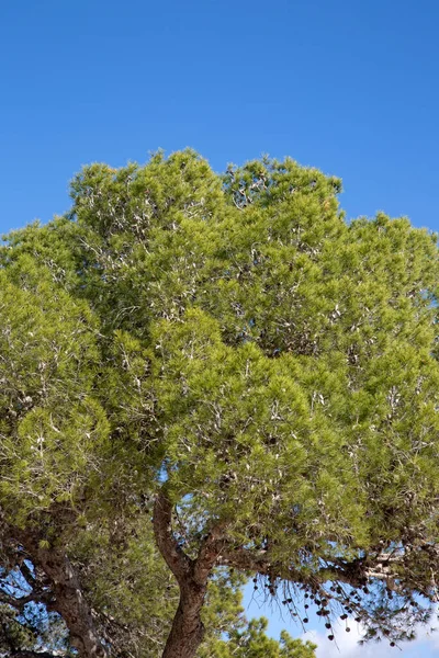 Cala Bassa Koyu Ndaki Çam Ağacı Biza Spanya — Stok fotoğraf