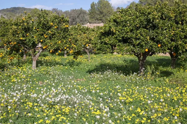 Orangenhain Und Wilde Blumen Santa Agnes Ibiza Spanien — Stockfoto