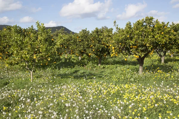 Orange Grove Wild Flowers Santa Agnes Biza Spanya — Stok fotoğraf