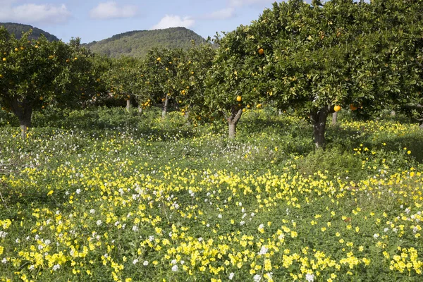 Orangenhain Und Wilde Blumen Santa Agnes Ibiza Spanien — Stockfoto