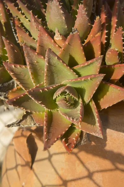 Cactus Plant Cala Tarida Beach Ibiza Espanha — Fotografia de Stock