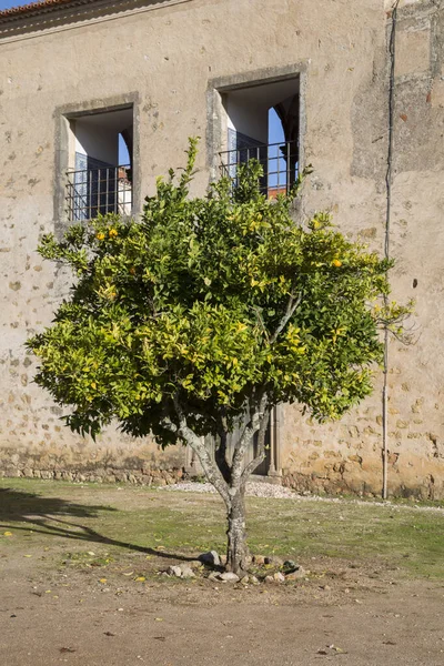 Árvore Laranja Fachada Velha Portugal — Fotografia de Stock