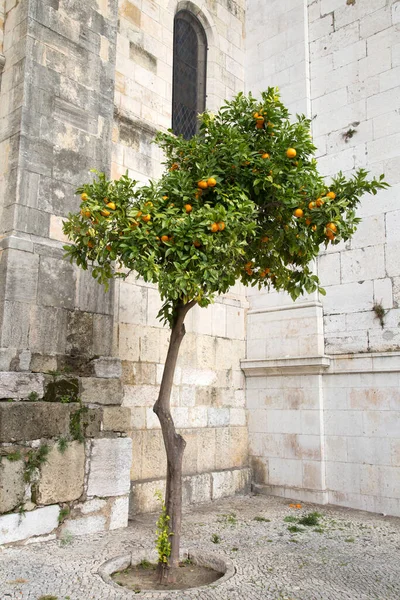 Árvore Laranja Fora Catedral Lisboa Portugal — Fotografia de Stock