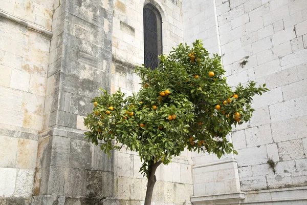 Orange Träd Utanför Katedralen Lissabon Portugal — Stockfoto