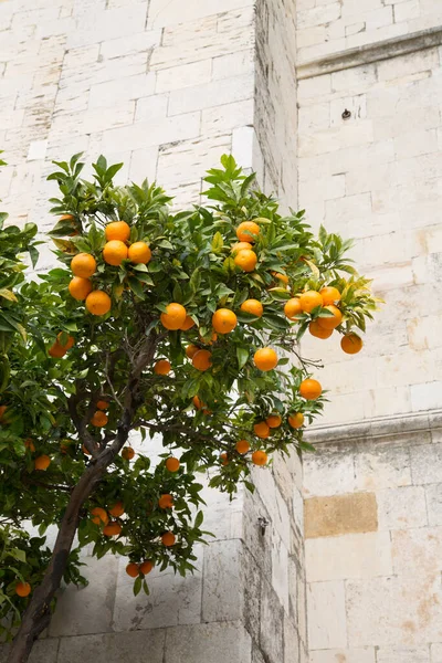 Orange Träd Utanför Katedralen Lissabon Portugal — Stockfoto