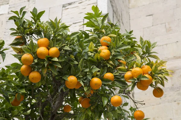 Orange Träd Katedralen Lissabon Portugal — Stockfoto