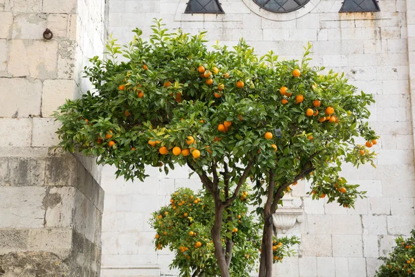 Orange Tree Buiten Cathedral Lissabon Portugal — Stockfoto