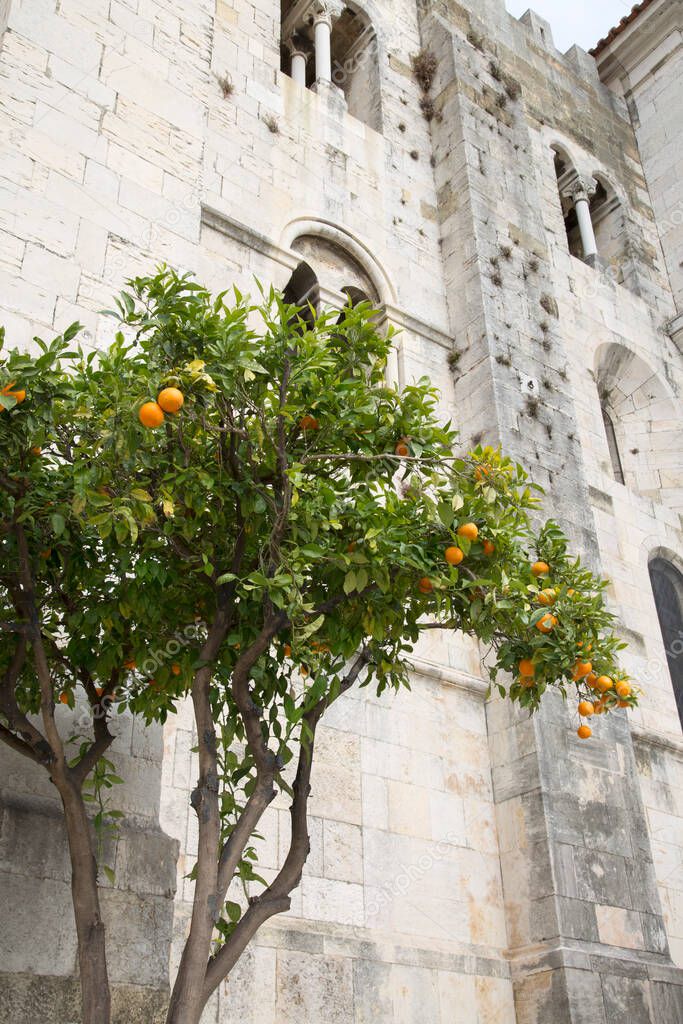 Orange Tree outisde Cathedral, Lisbon; Portugal