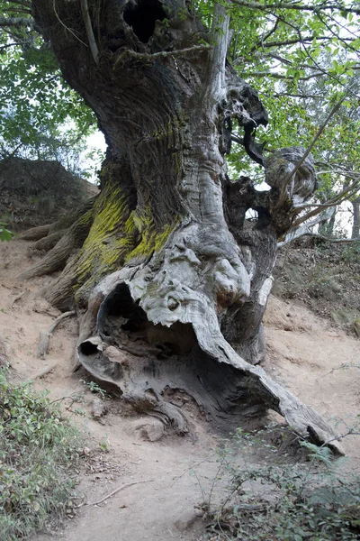 Horse Chestnut Tree Medulas Leon Espanha — Fotografia de Stock