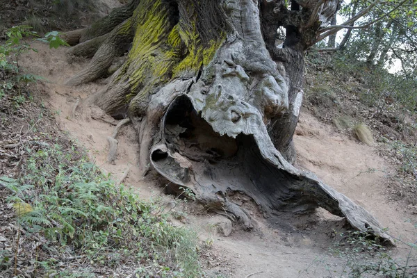 Horse Chestnut Tree Medulas Leon Spain — Stock Photo, Image