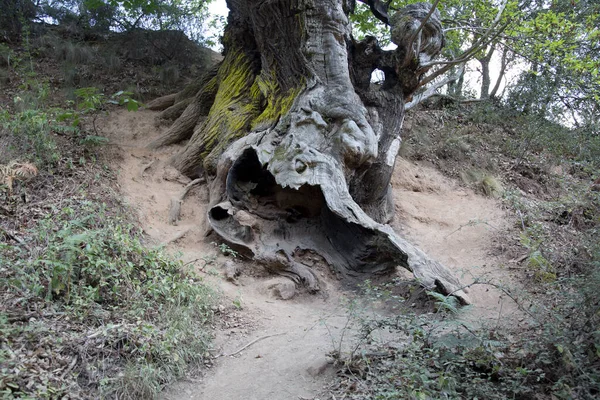 Horse Chestnut Tree Medulas Leon Spain — Stock Photo, Image